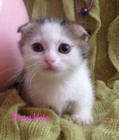 White exotic shorthair kitten Male. . Munchkin kittens for sale connecticut